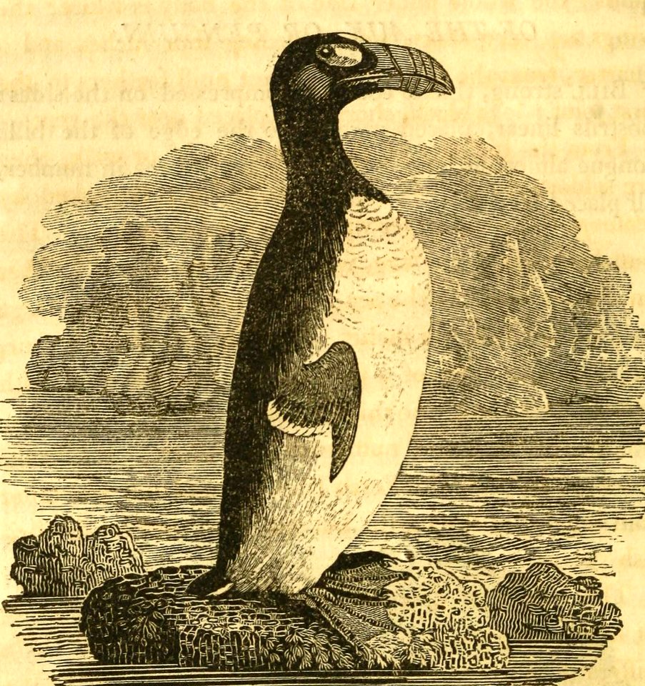 Great Auk