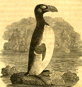Great Auk