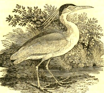 Black-Crowned Night Heron