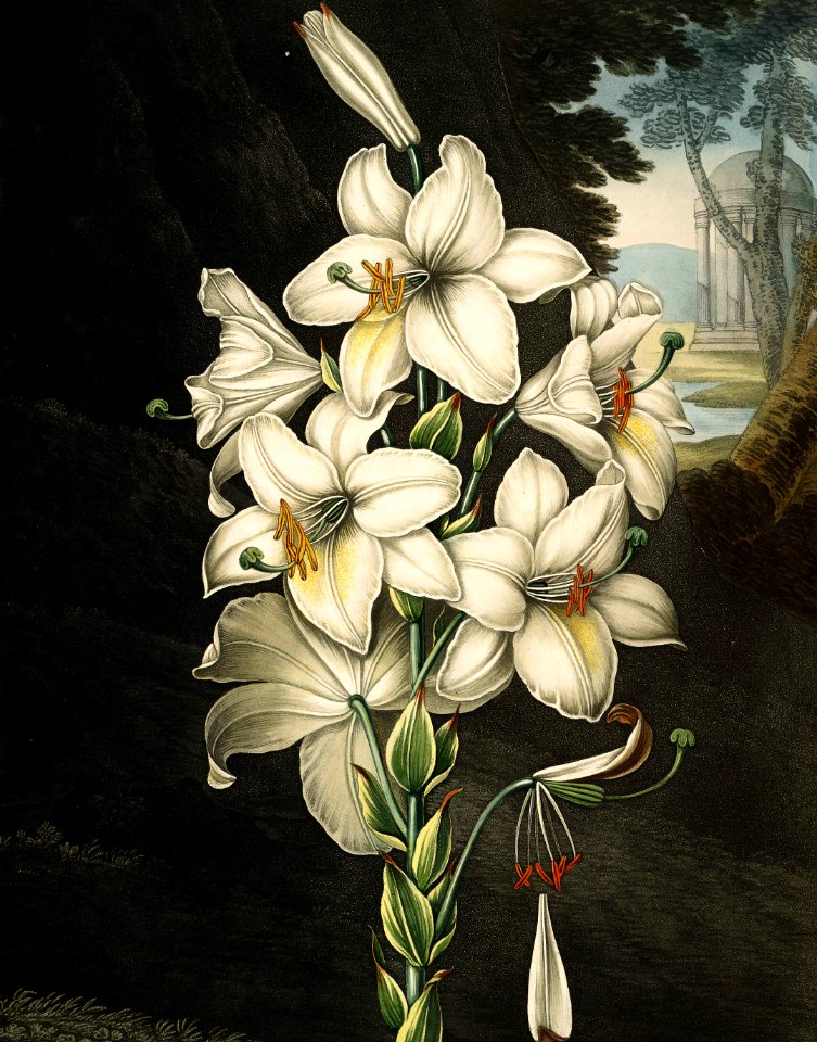 White Lily