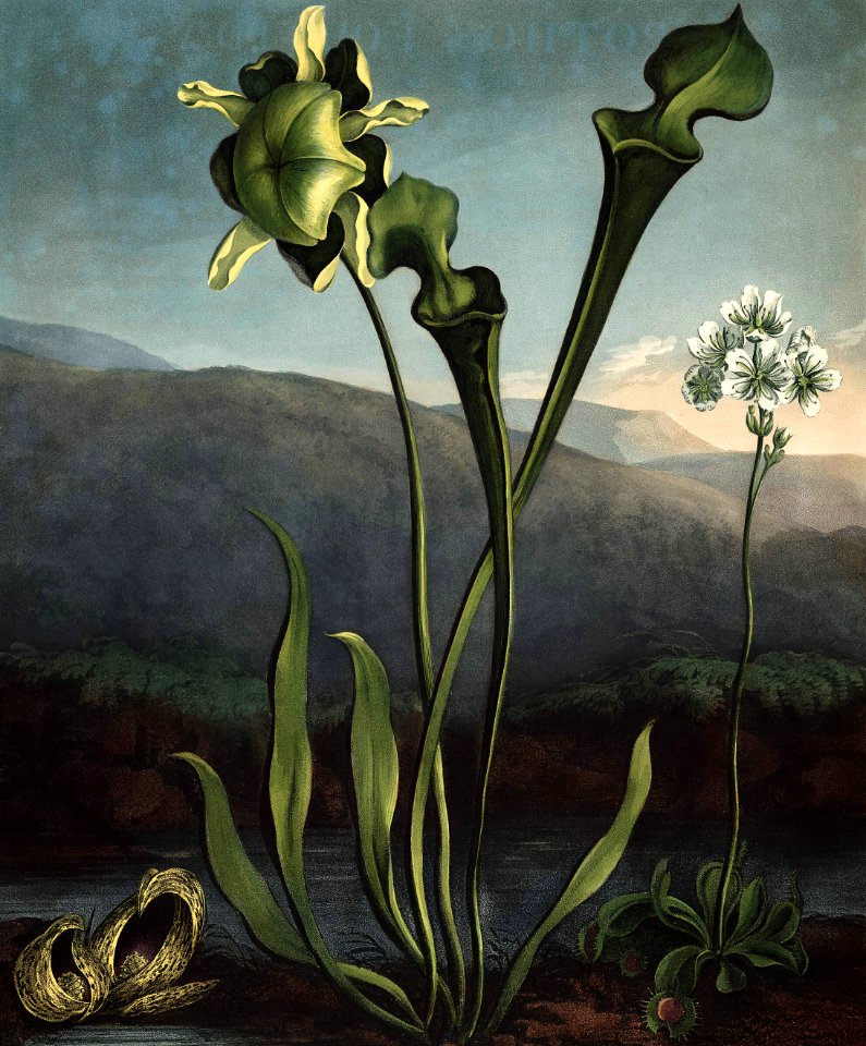American Bog Plants