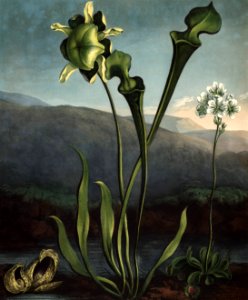 American Bog Plants