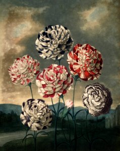 Carnations