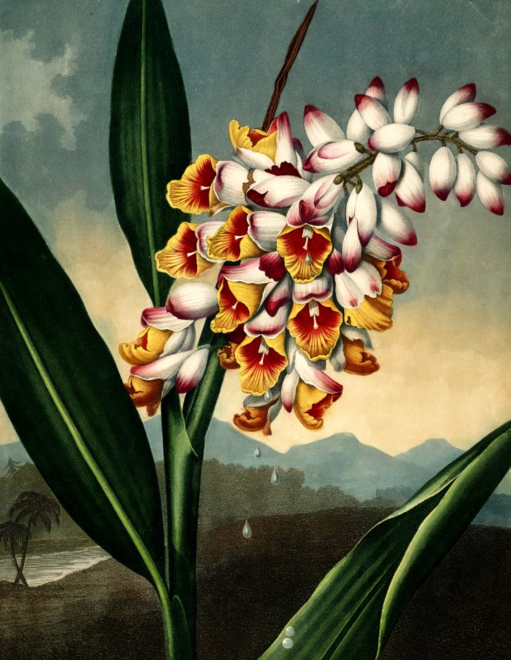 Shell Ginger