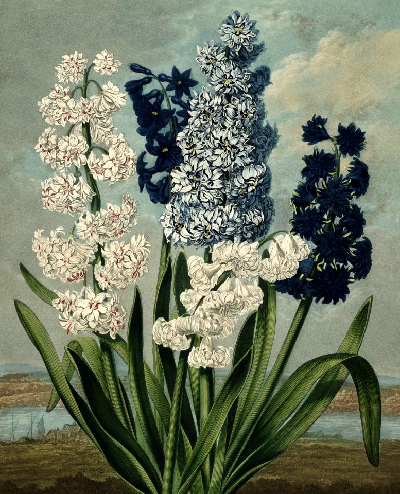 Hyacinths