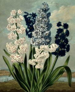 Hyacinths
