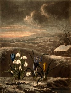 Snowdrop