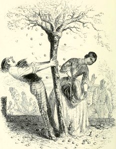 Plenty of Apples