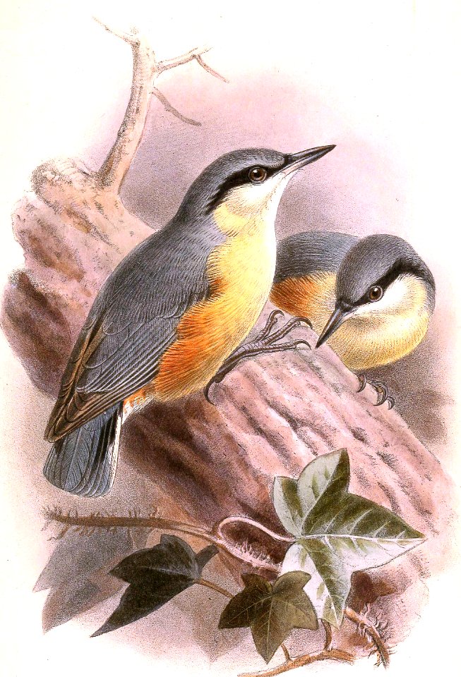 Eurasian Nuthatch