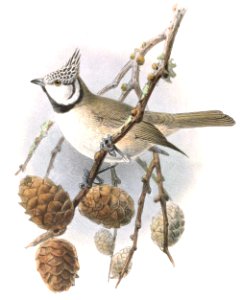 European Crested Tit