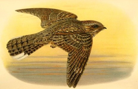 European Nightjar