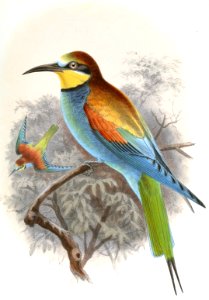 European Bee-Eater