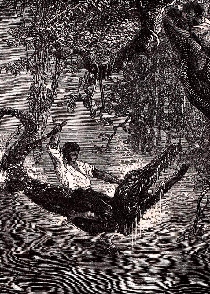 On a Caiman
