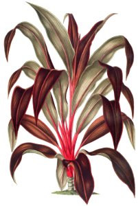 Cordyline fruticosa