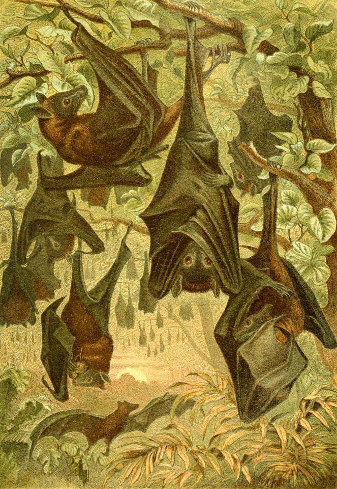Flying Foxes