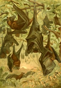Flying Foxes. Free illustration for personal and commercial use.