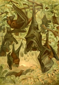 Flying Foxes