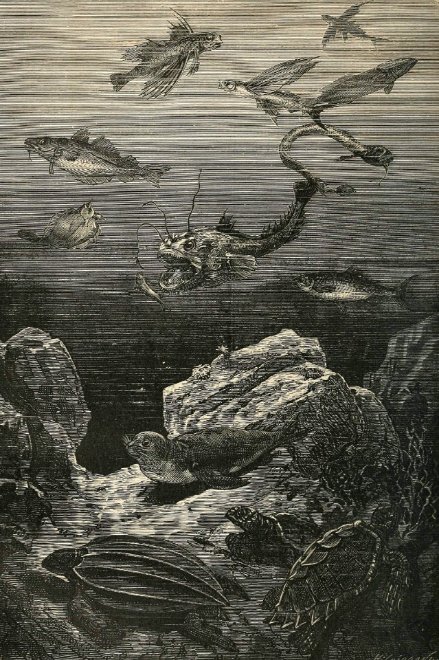 Inhabitants of the Sea