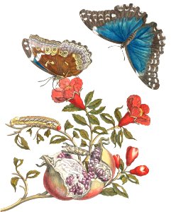Pomegranate and Menelaus Blue Morpho