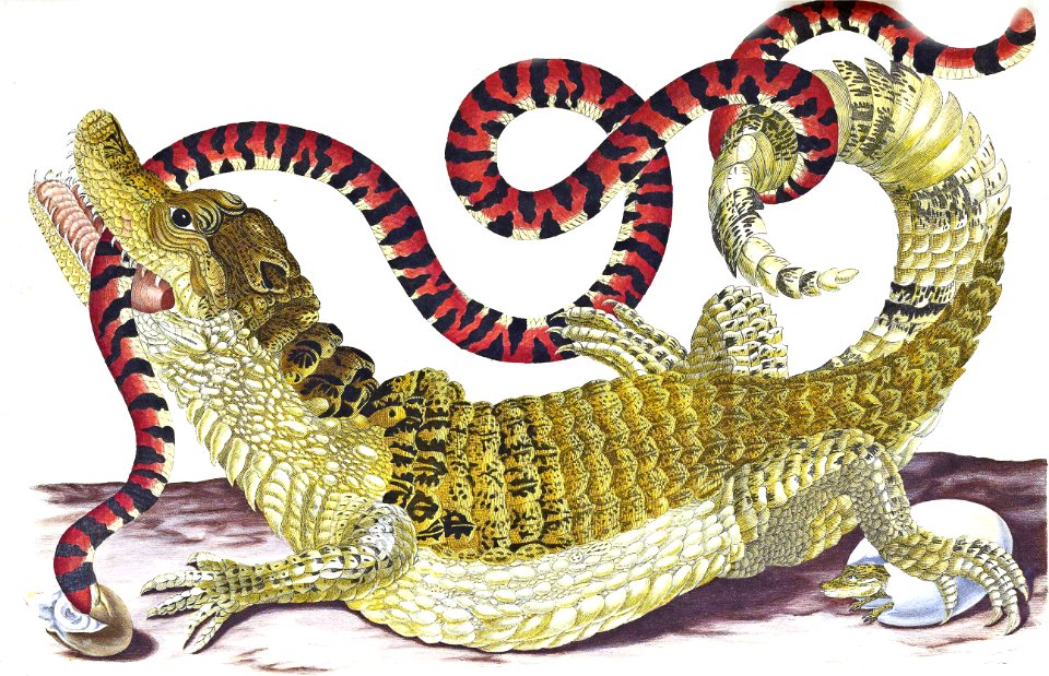 Spectacled Caiman and American Pipe Snake