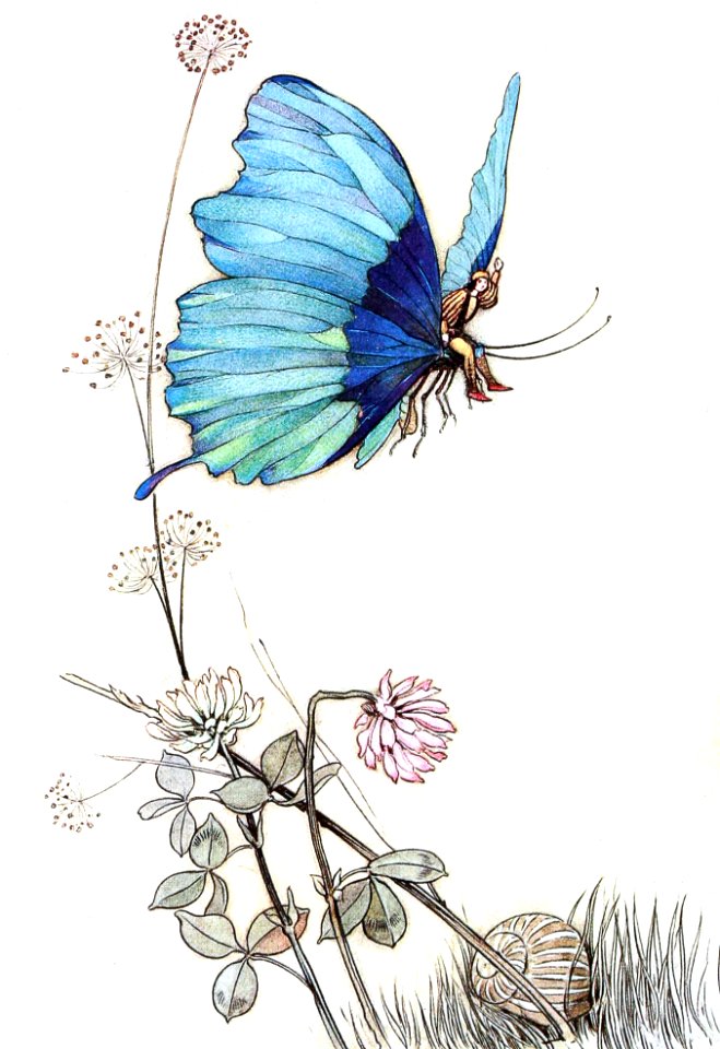 Butterfly Took Wing