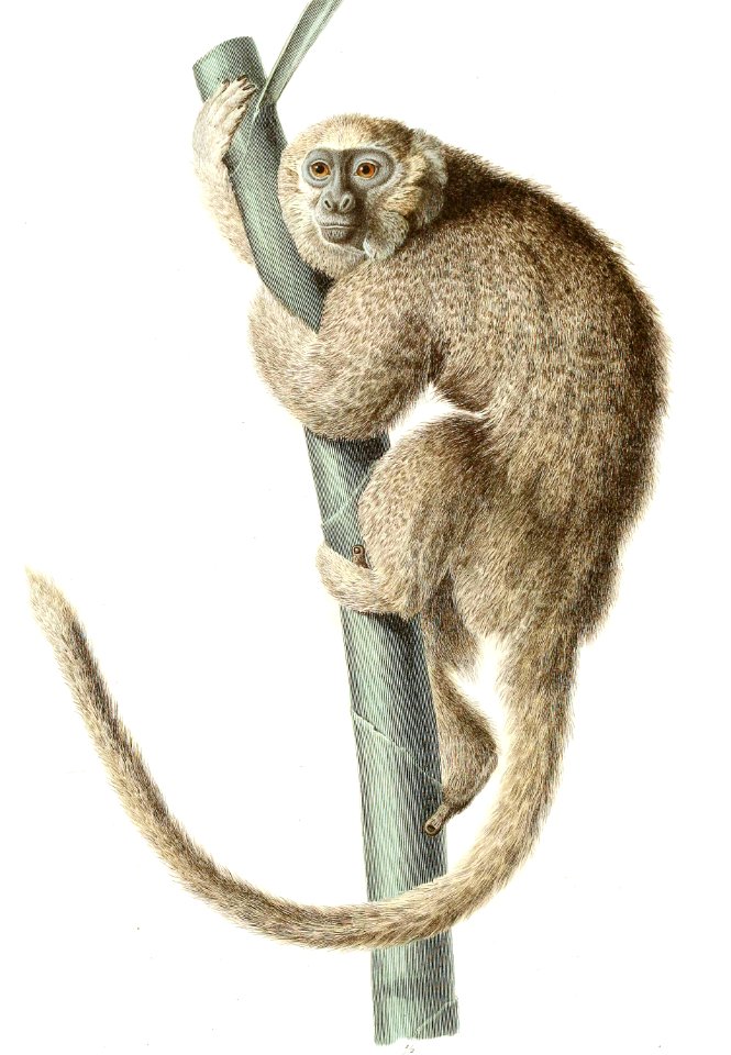 White-Eared Titi