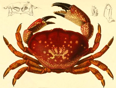 Homalaspis plana