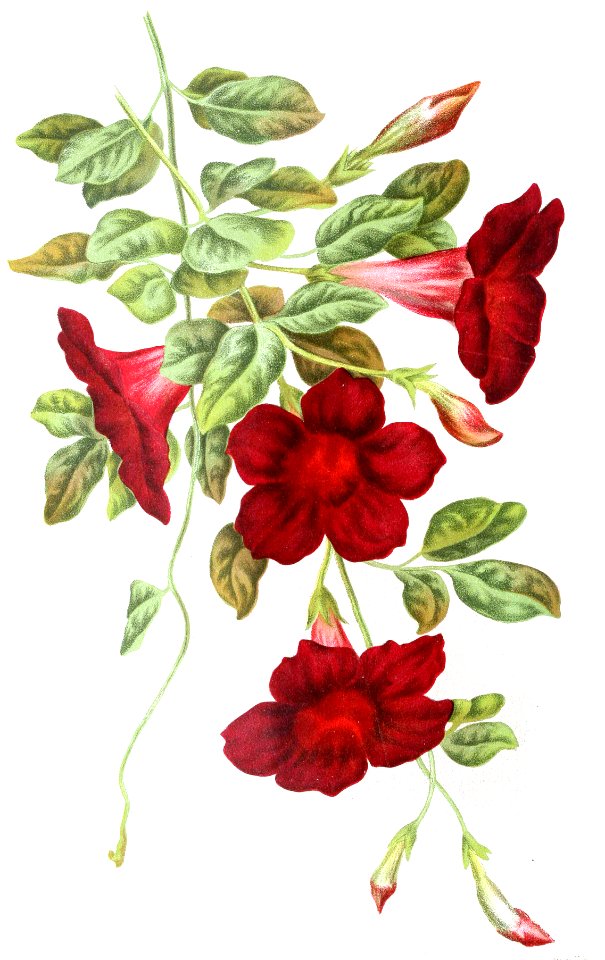 Mandevilla atroviolacea