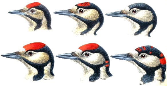 Great Spotted Woodpecker