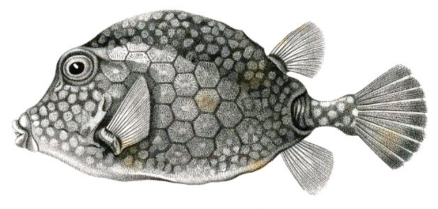 Smooth Trunkfish