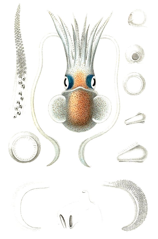 Rossia macrosoma