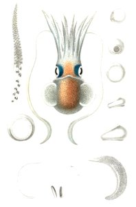 Rossia macrosoma