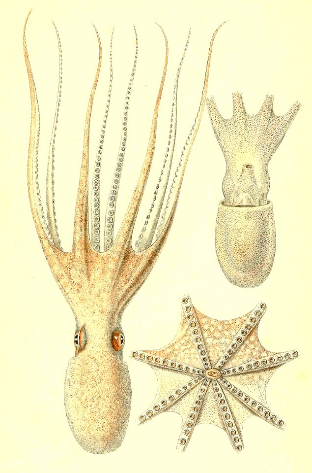 Eledone moschata