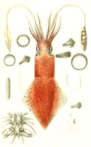 Loligo vulgaris