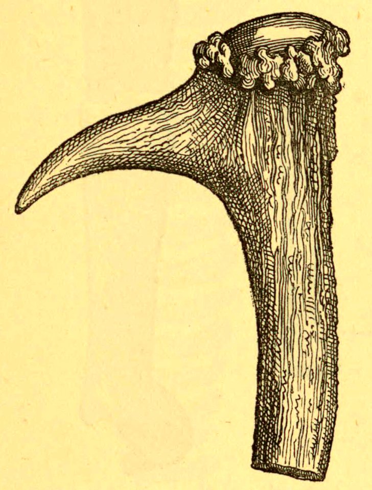Prehistoric Gardening Tool