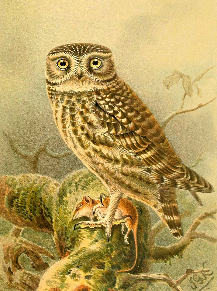 Little Owl