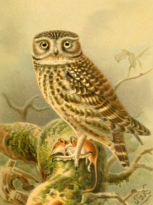 Little Owl