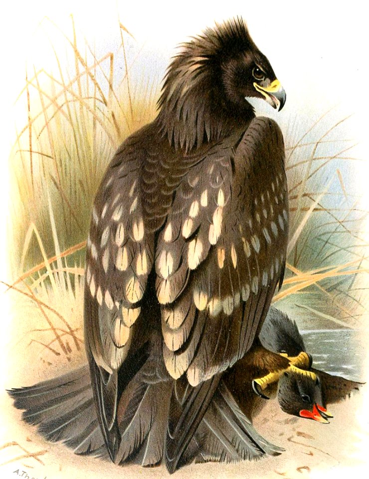 Spotted Eagle