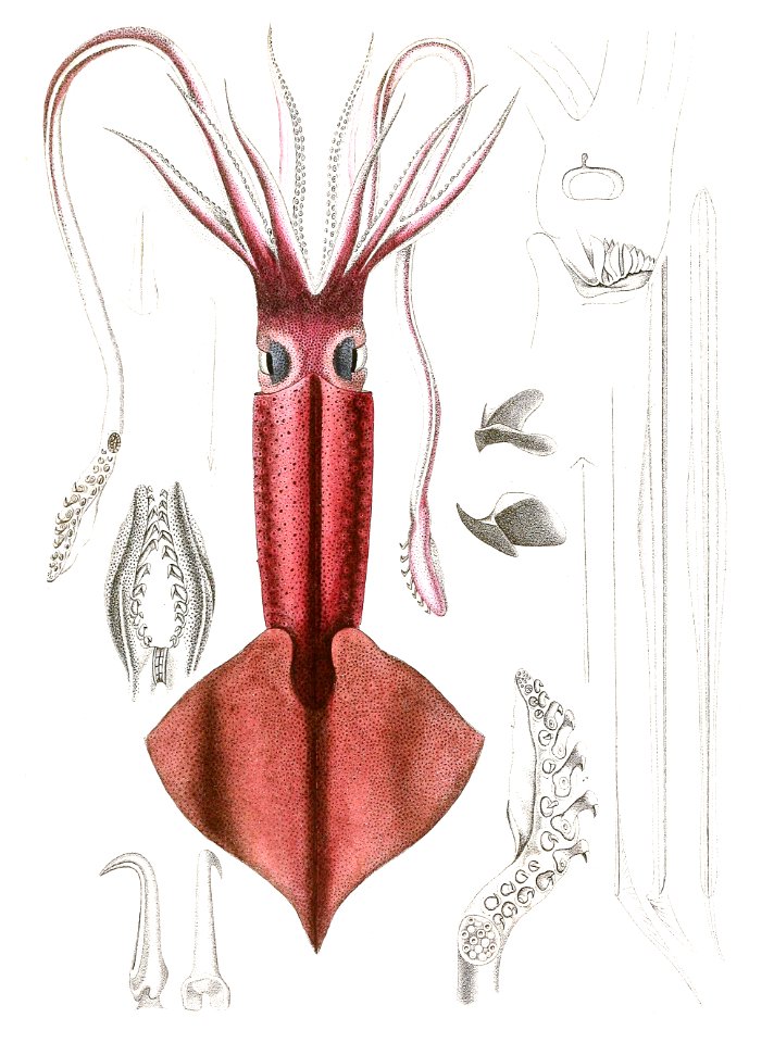 Clubhook Squid