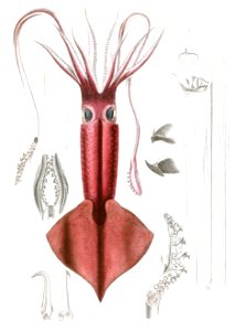 Clubhook Squid