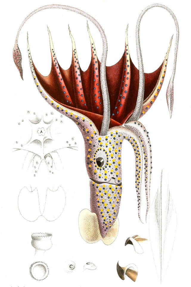 Umbrella Squid