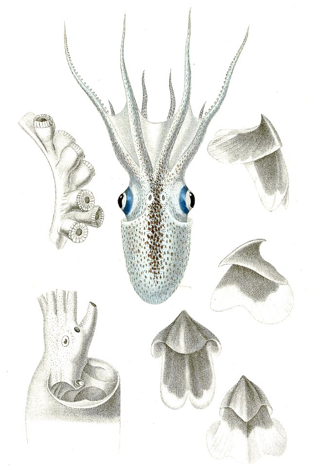 Blanket Octopus