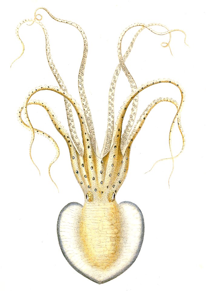 Pinnoctopus cordiformis