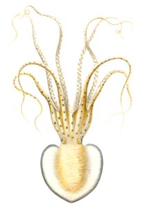 Pinnoctopus cordiformis
