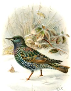 Common Starling