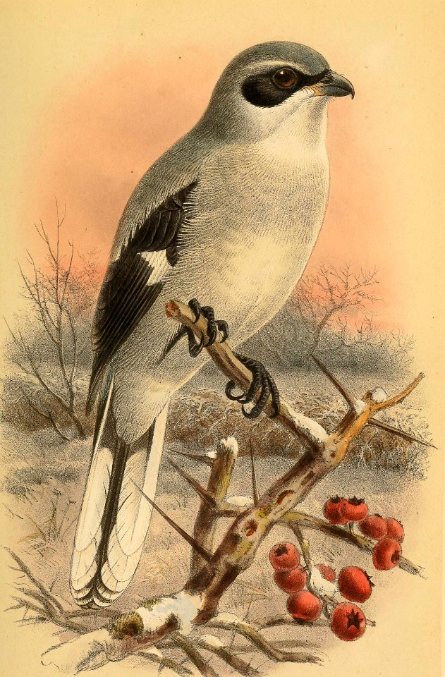 Great Grey Shrike