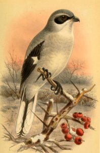 Great Grey Shrike