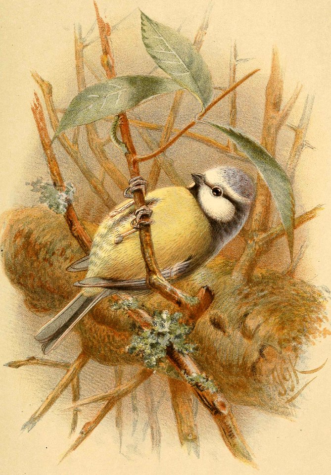 Eurasian Blue Tit