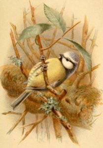 Eurasian Blue Tit