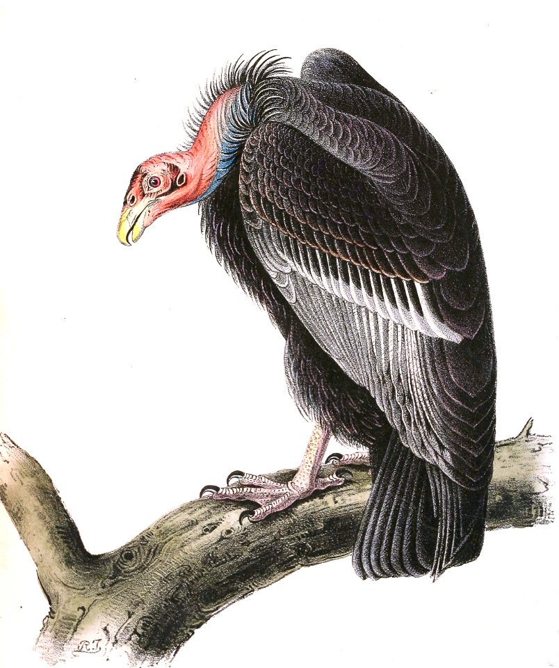 California Condor